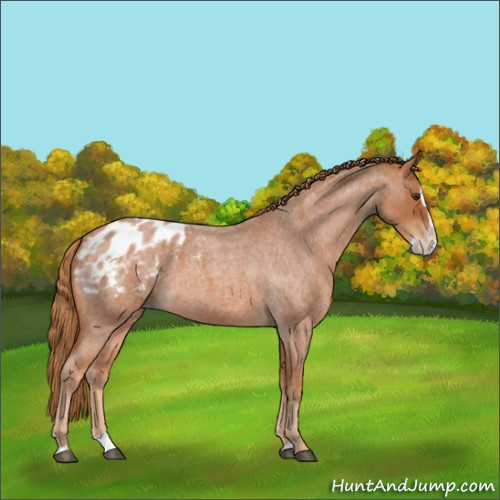 Horse Color:Red Roan Splash Appaloosa 