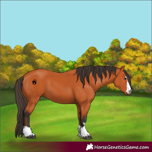 Horse Color:Bay 