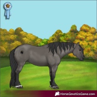 Horse Color:Grullo 