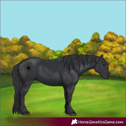 Horse Color:Black 