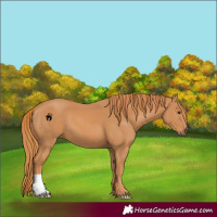 Horse Color:Chestnut 