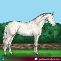 Horse Color:Palomino Near Leopard  and Palomino Near Leopard 