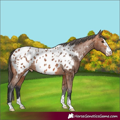 Horse Color:Bay Appaloosa 