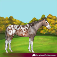 Horse Color:Bay Splash Appaloosa