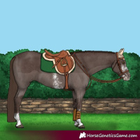 Horse Color:Liver Chestnut Sabino 