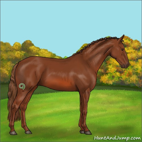 Horse Color:Chestnut 