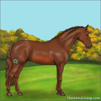 Horse Color:Chestnut 