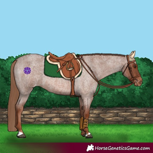 Horse Color:Red Roan Varnish 
