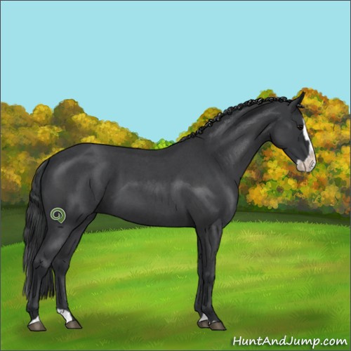 Horse Color:Blue Roan Splash