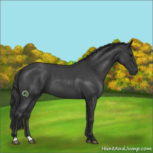 Horse Color:Blue Roan 