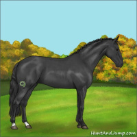 Horse Color:Blue Roan 