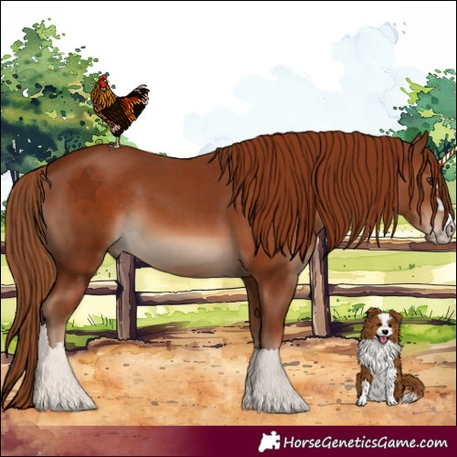 Horse Color:Chestnut  and Chestnut Rabicano 