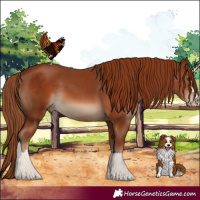 Horse Color:Chestnut  and Chestnut Rabicano 
