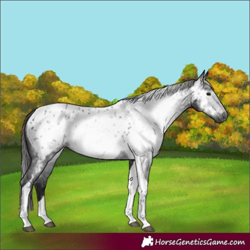 Horse Color:Gray Black Tobiano Appaloosa