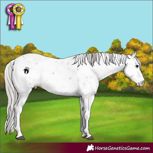 Horse Color:Silver Smoky Grullo Sabino 