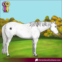 Horse Color:Silver Smoky Grullo Sabino 