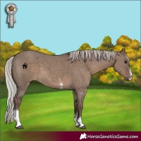 Horse Color:Silver Grullo Sabino 