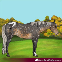 Horse Color:Silver Smoky Black Appaloosa 