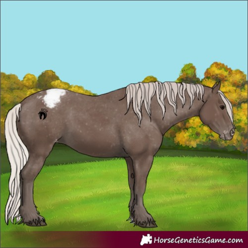 Horse Color:Silver Black Appaloosa 