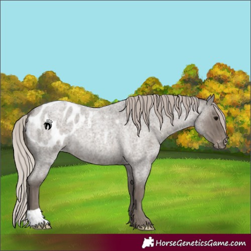 Horse Color:Silver Blue Roan Appaloosa 