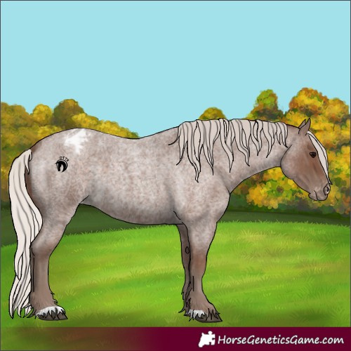 Horse Color:Silver Blue Roan Appaloosa 