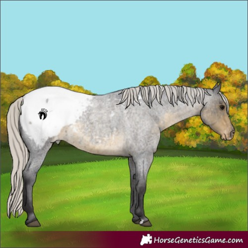 Horse Color:Silver Smoky Blue Roan Appaloosa 