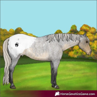 Horse Color:Silver Smoky Blue Roan Appaloosa 
