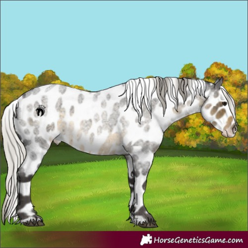 Horse Color:Silver Smoky Blue Roan Appaloosa 