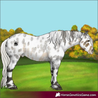 Horse Color:Silver Smoky Blue Roan Appaloosa