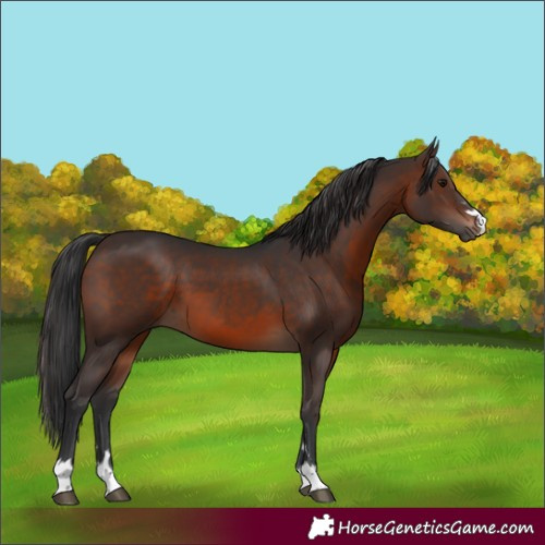 Horse Color:Brown 