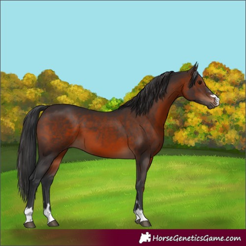 Horse Color:Brown 