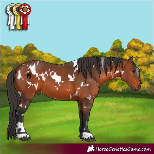 Horse Color:White Spotted Bay 