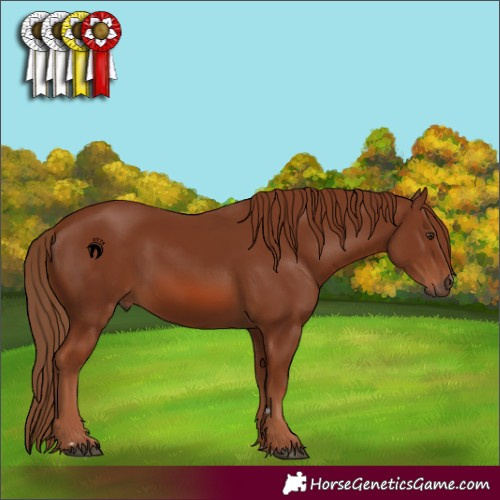 Horse Color:Chestnut 