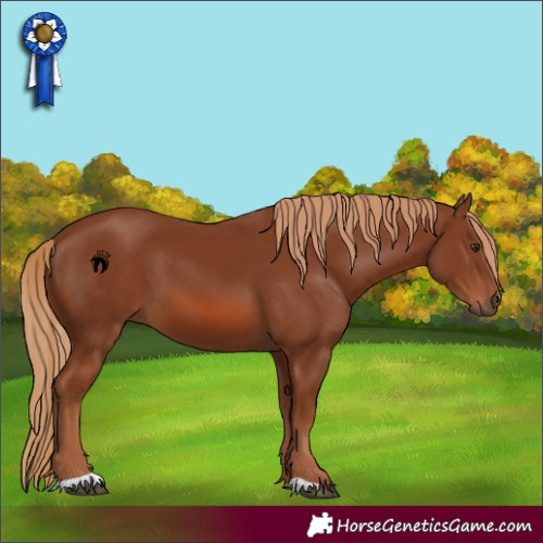 Horse Color:Chestnut 