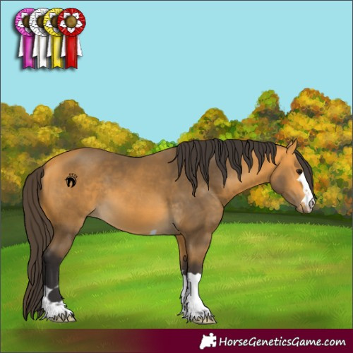 Horse Color:Buckskin 