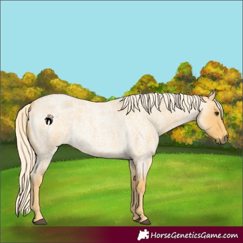 Horse Color:Palomino Roan Rabicano 