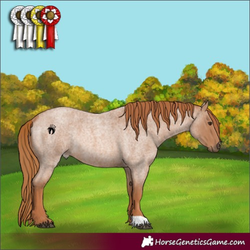 Horse Color:Red Roan Rabicano 