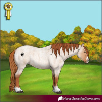 Horse Color:Red Dun Roan Rabicano 