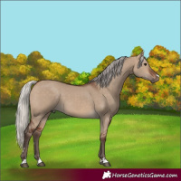 Horse Color:Silver Brown Dun 