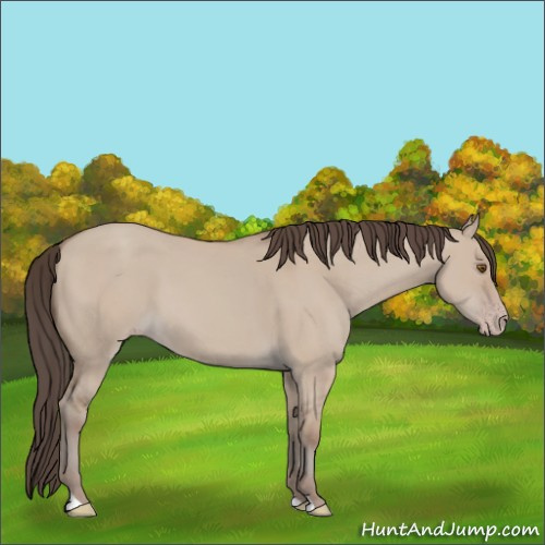 Horse Color:Classic Champagne Dun 