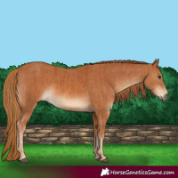 Horse Color:Chestnut  and Chestnut 