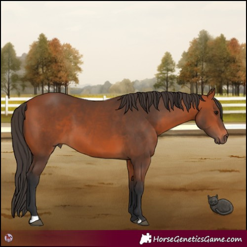 Horse Color:Bay 