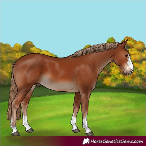 Horse Color:Chestnut 
