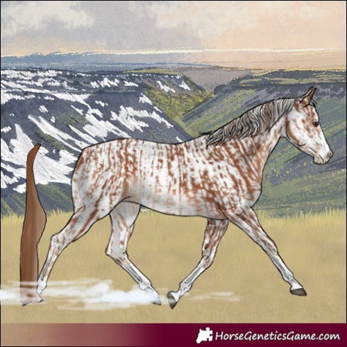 Horse Color:Chestnut  and White Spotted Chestnut 