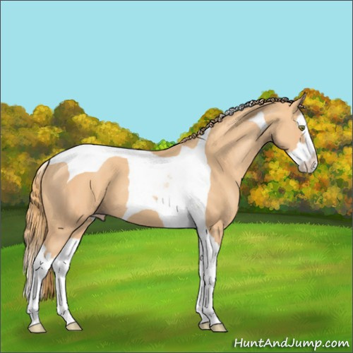 Horse Color:Gold Champagne Splash Tobiano 