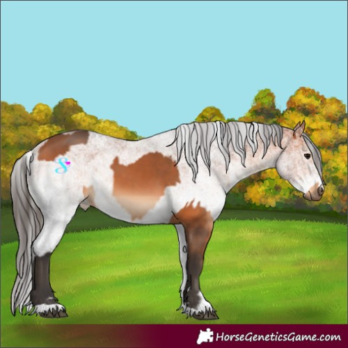 Horse Color:Bay  and White Spotted Bay 
