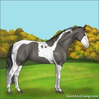 Horse Color:Grullo Splash Tobiano 