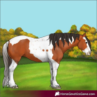 Horse Color:Bay Splash Tobiano