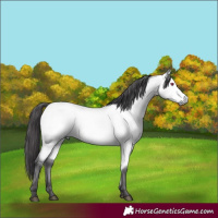 Horse Color:Buckskin Chinchilla Dun