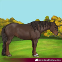Horse Color:Liver Chestnut 